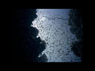the odyssey of jacques cousteau 720 mp4